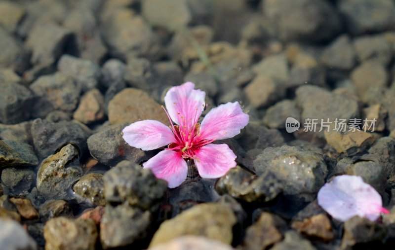 一朵桃花漂浮在水面