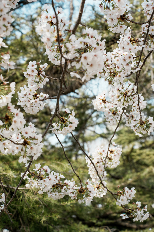 北京玉渊潭公园樱花节樱花