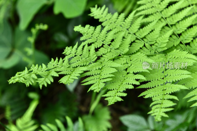 蕨类植物绿叶背景