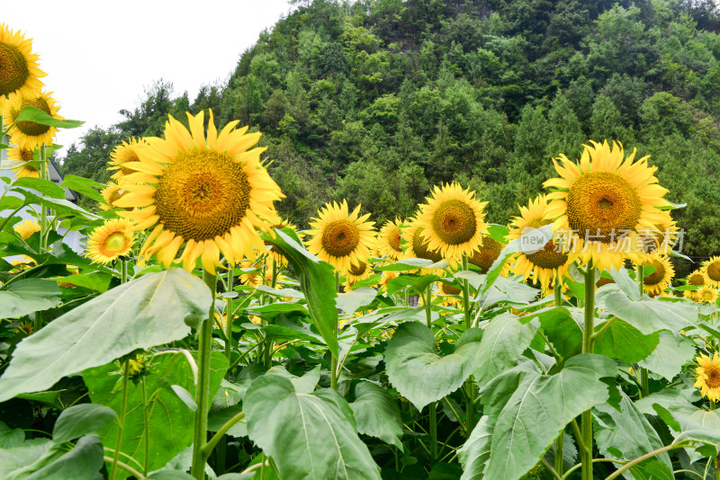 美丽田野田园太阳花葵花花朵向日葵航拍