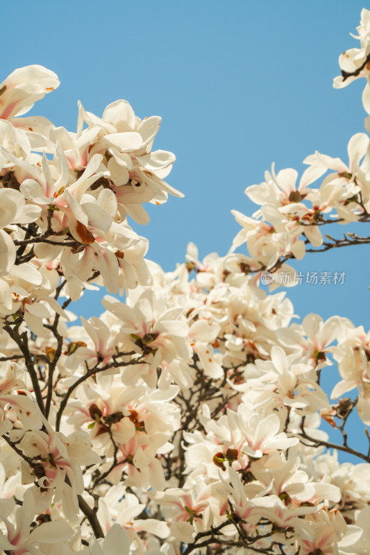 上海市花白玉兰花春暖花开