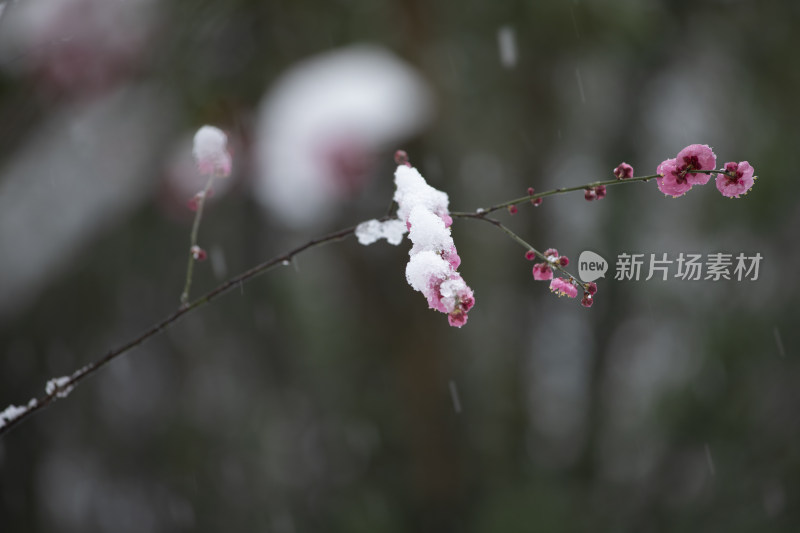 下雪天红梅花盛开