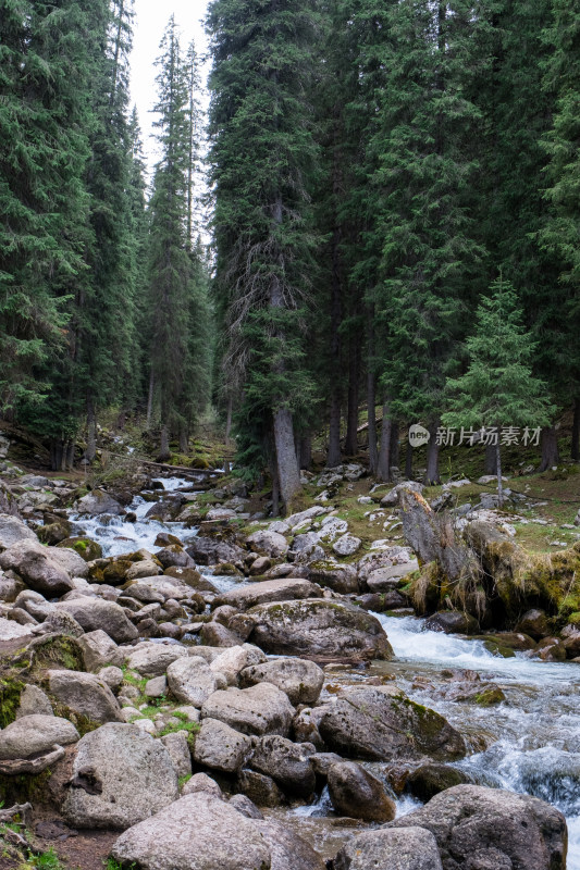 新疆琼库什台森林里流淌的小溪