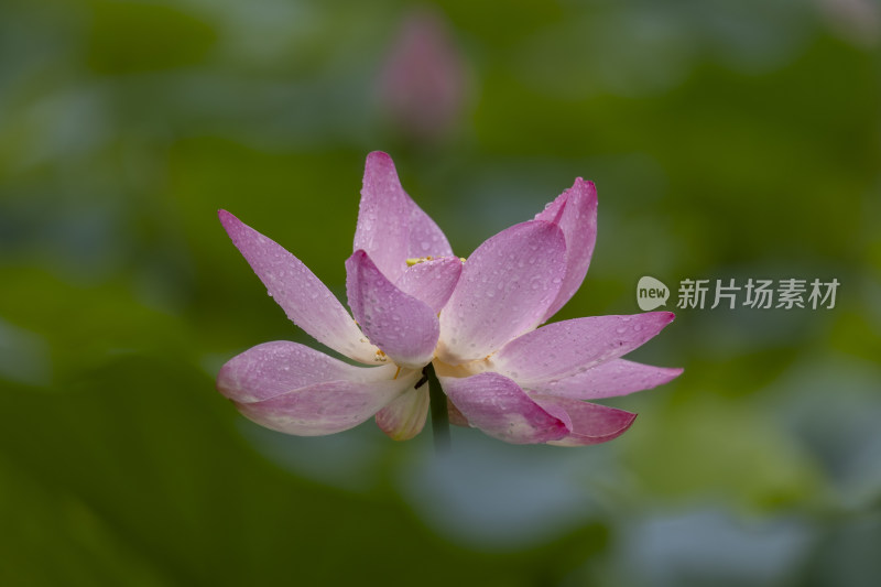 龙泽湖荷花开了