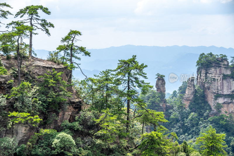 中国湖南张家界景区奇特山峰与茂密森林