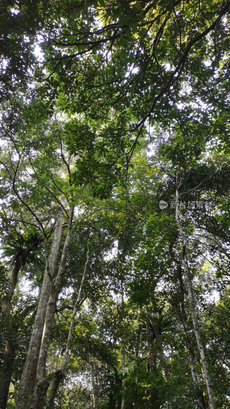 海南槟榔谷树木植被风景自然