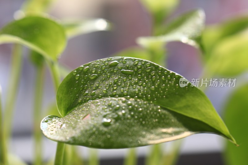 带水珠的绿色植物叶片特写