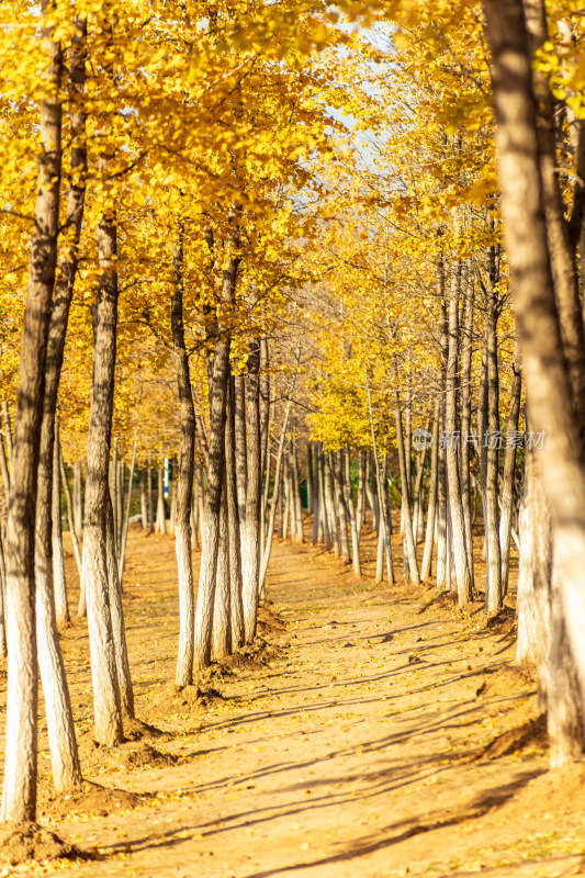 秋日银杏林的光影景致
