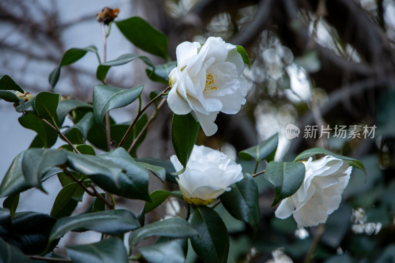 春天枝头绽放的白色山茶花