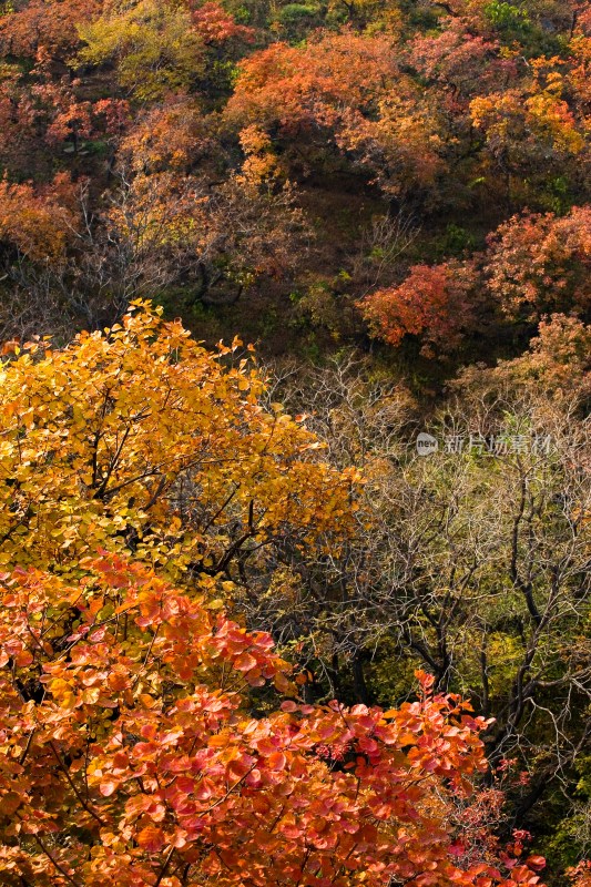 香山