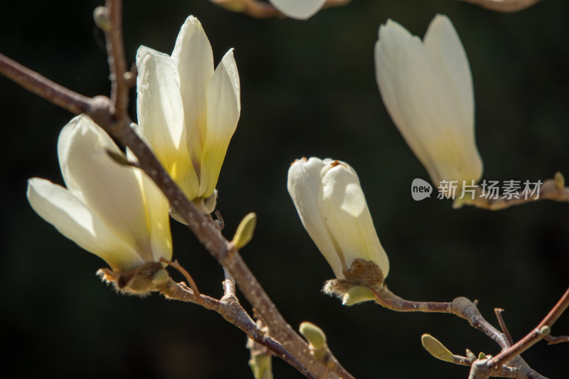 春天洁白的玉兰花枝头绽放