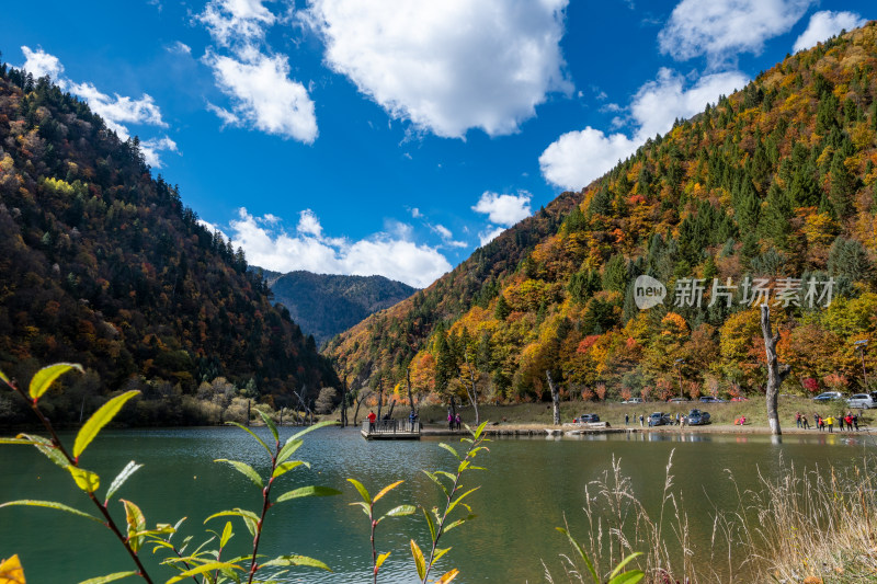 秋天色彩斑斓的森林山川