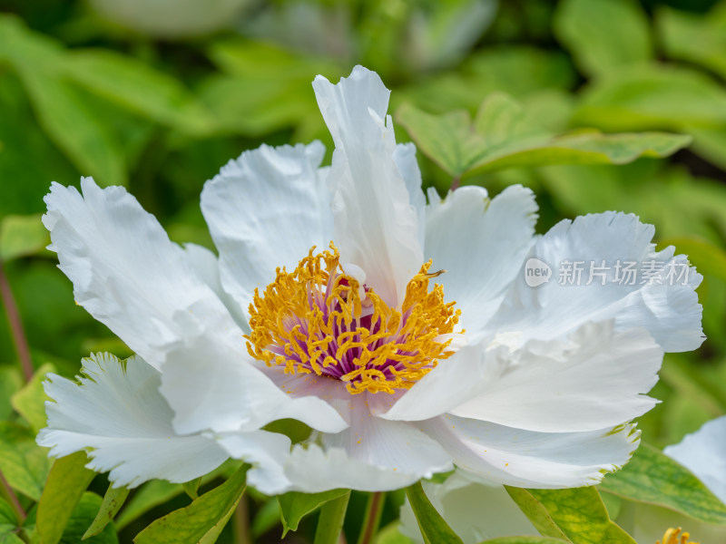 春天的白色牡丹花特写