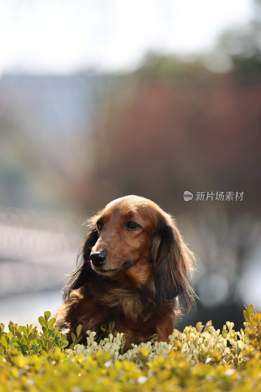 一只翘首以盼的长毛腊肠犬