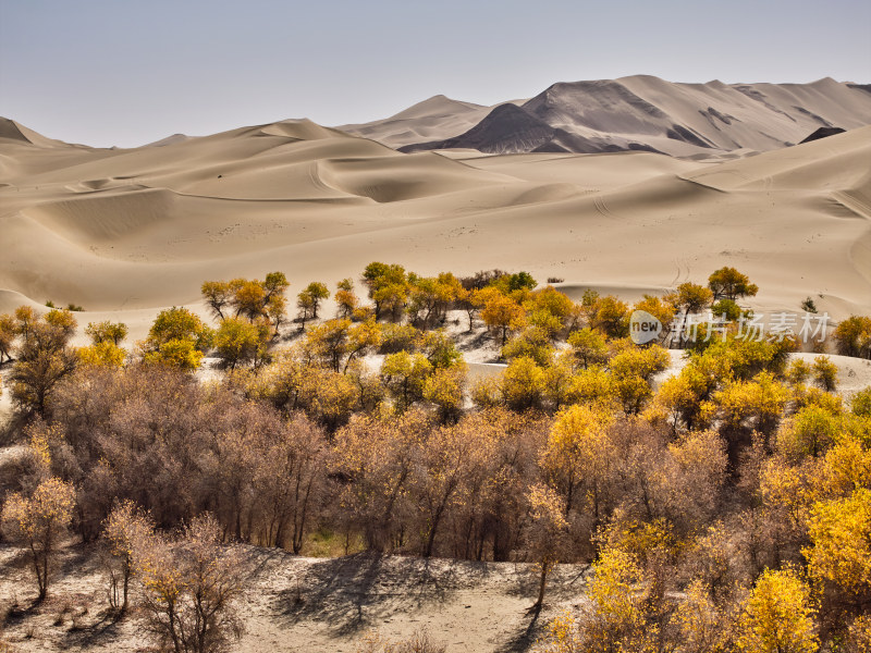 胡杨林美景