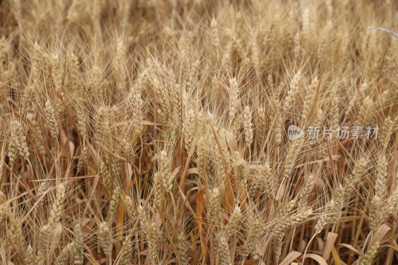 麦田麦子地成熟的小麦