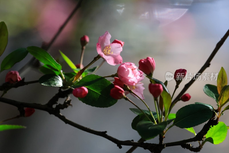 春暖花开春意浓