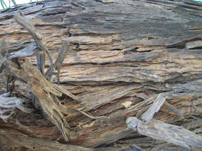 树干树皮材质纹理背景
