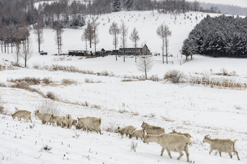 冬季牧羊