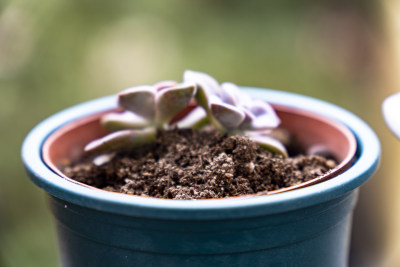 盆栽养殖植物