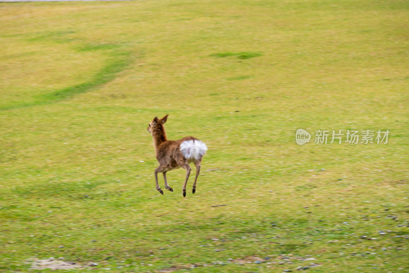 草地上跳跃奔跑的小鹿