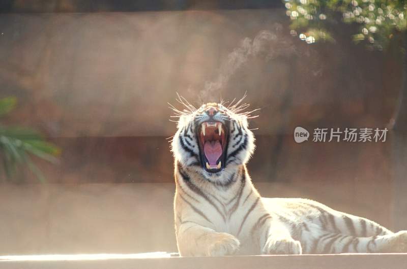 野生动物老虎食肉动物狩猎者