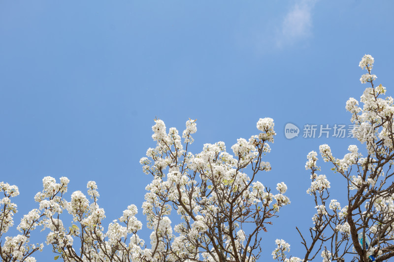 贵州威宁草海网红夫妻树梨树