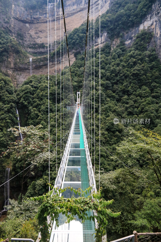 湖北宜昌三峡竹海风景区，自然风光，竹海