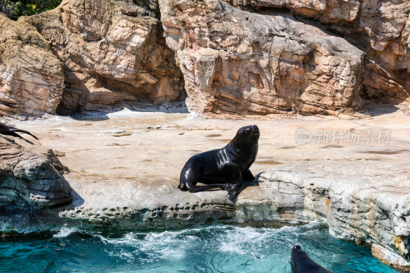 海洋公园里的海狮