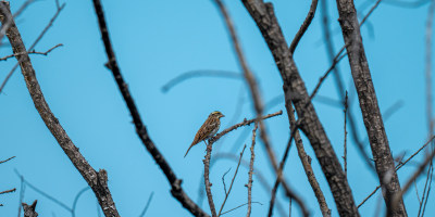 黄眉鹀（Emberiza chrysophrys）