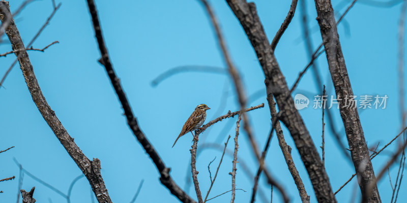 黄眉鹀（Emberiza chrysophrys）