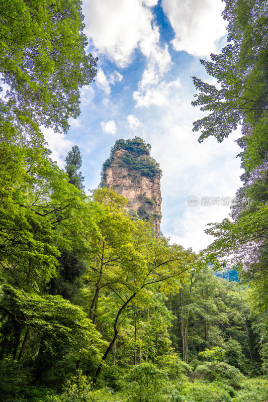 中国湖南张家界景区奇特山峰与茂密森林