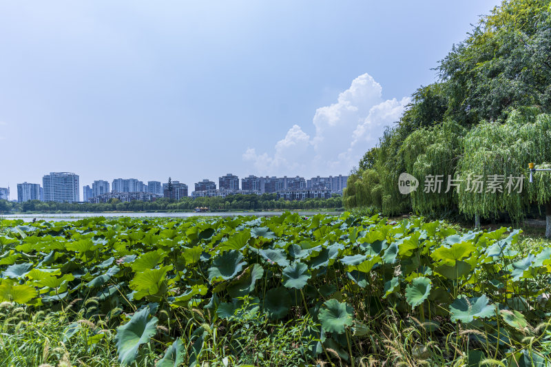 武汉洪山区南湖幸福湾公园风景