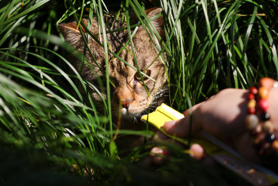 杭州西湖花港观鱼的流浪猫狸花猫