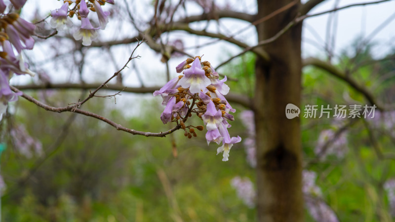 春季樱花素材