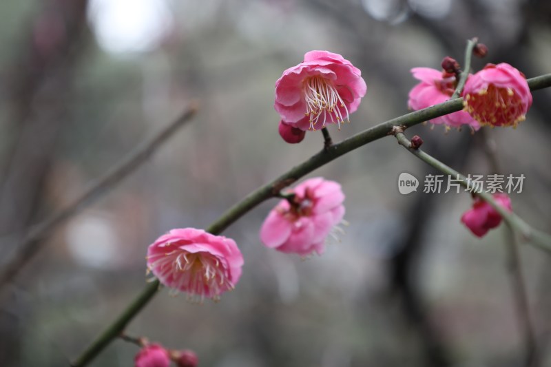 粉色梅花枝头绽放