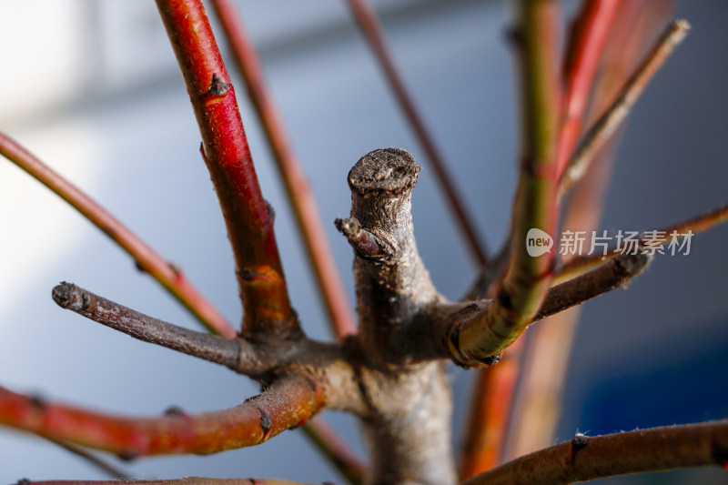 红色枝干植物的局部特写