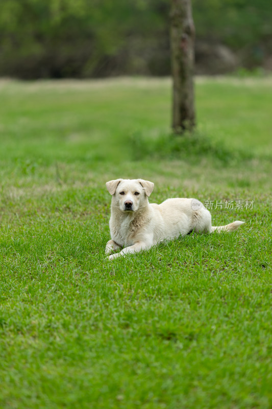 小狗趴在草地上休息