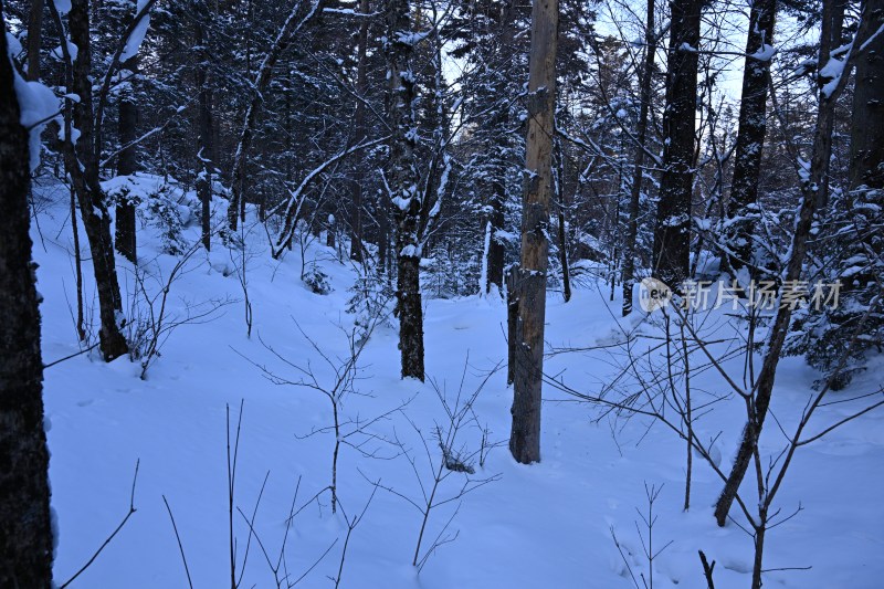 被雪覆盖的树林景观