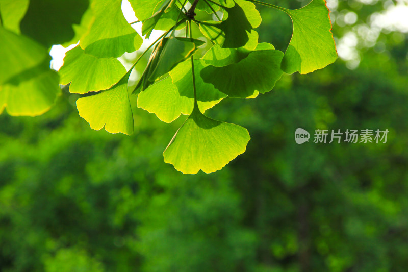 银杏春天嫩芽绿叶,透过阳光的银杏叶