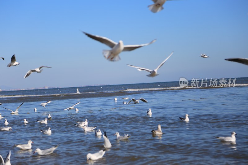 海边飞翔与栖息的海鸥