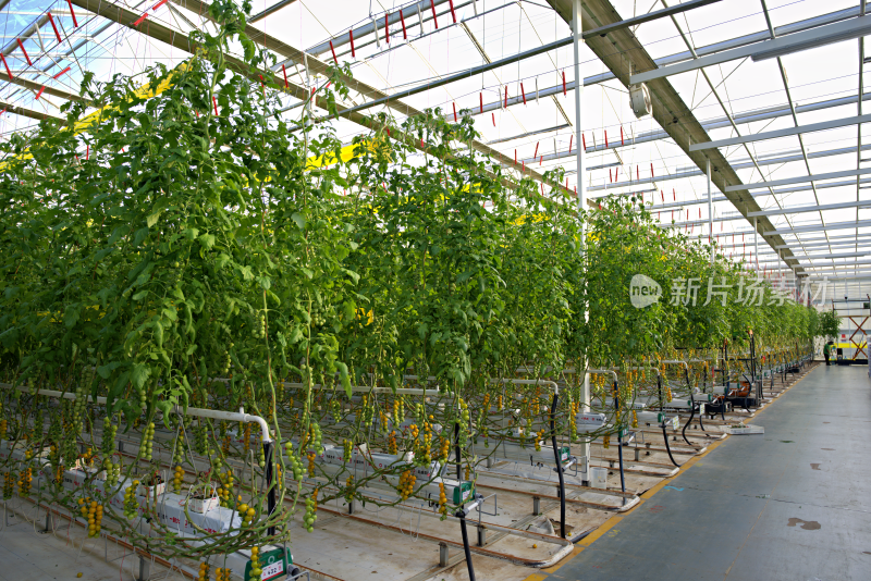 温室大棚内的番茄种植景象