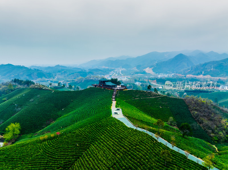 春季雨后清晨河南信阳文新茶村茶田航拍风光