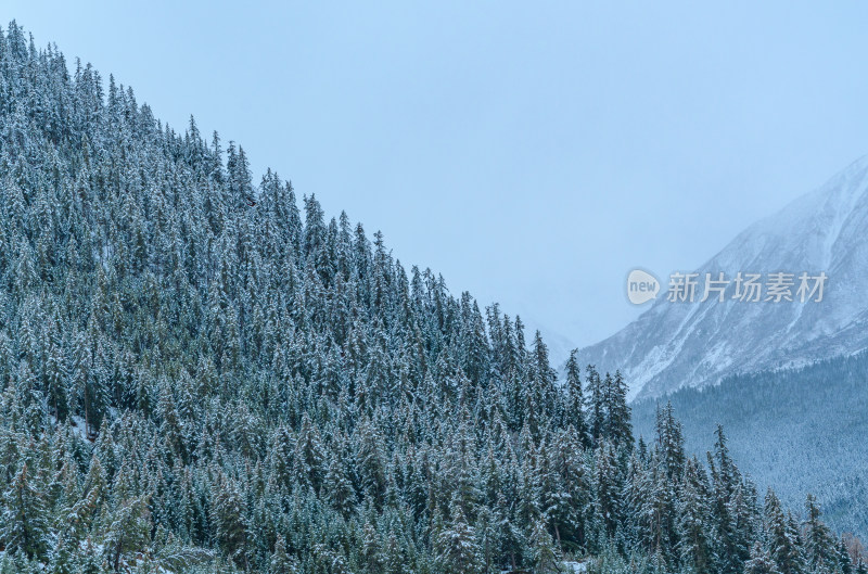 青海祁连卓尔山树林自然唯美雪景风光