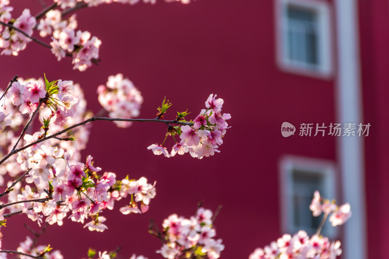 盛开樱花树