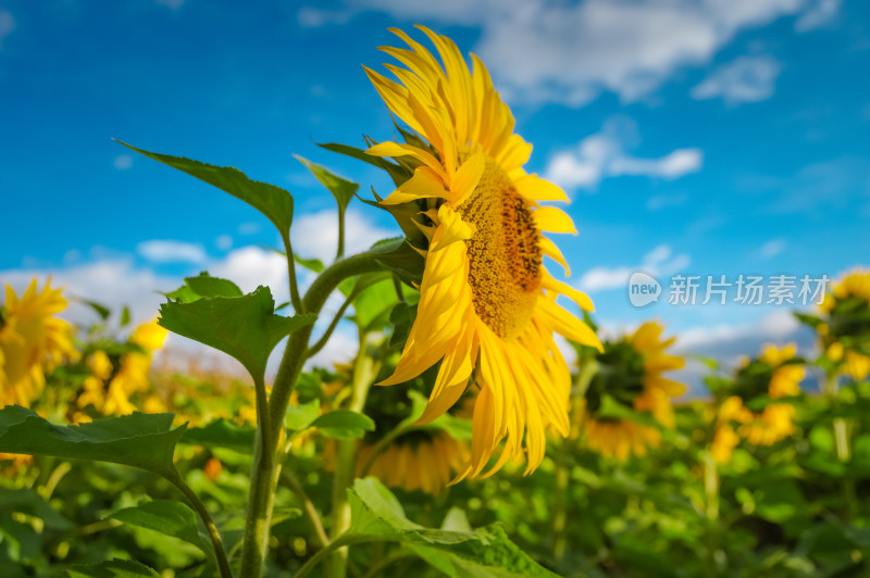 向日葵花盛开自然风景