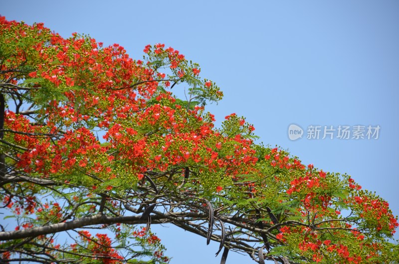 广东东莞：凤凰花开