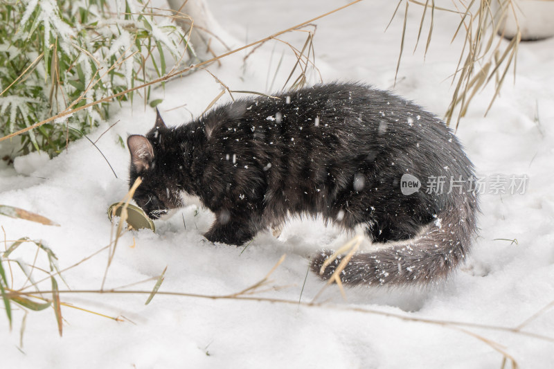 黑猫草丛觅食雪天下雪寒冷冬季
