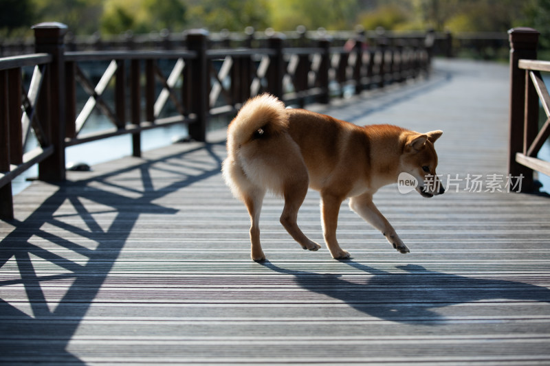 一只在栈道上玩耍的柴犬