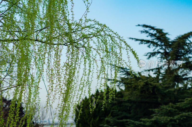 春风中杨柳依依，松树茂密